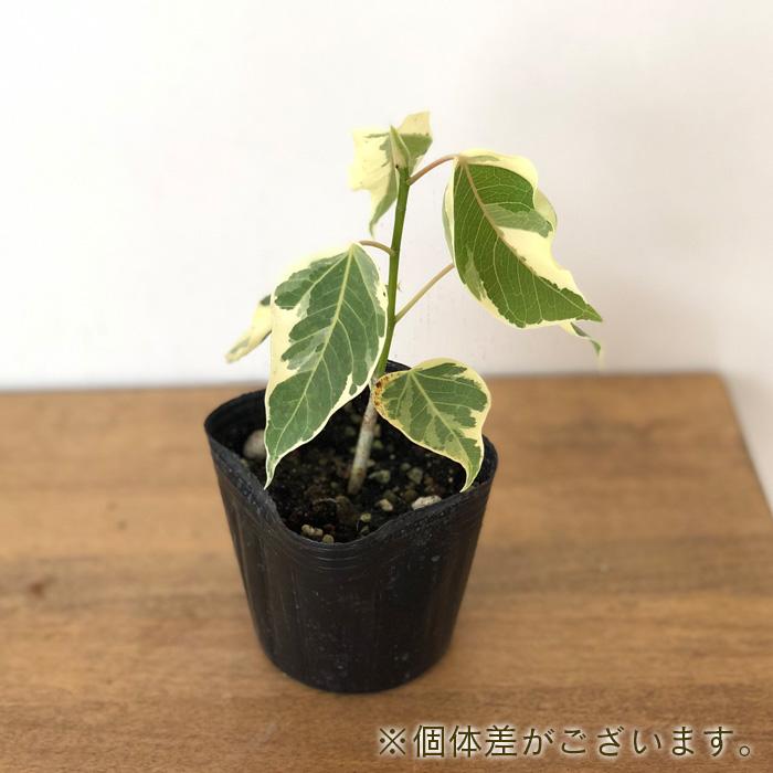 日本花キ流通 観葉植物 フィカス ランフィー 斑入り ゴムの木 9cm