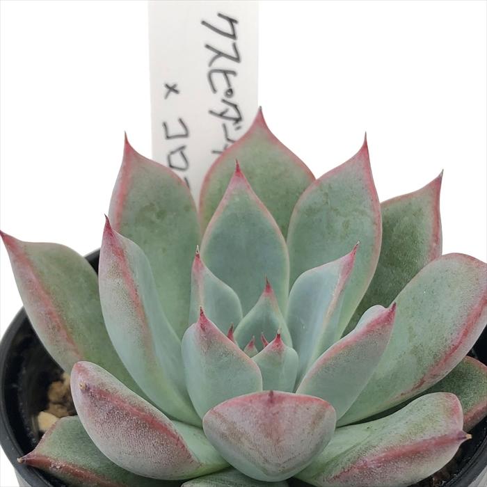 多肉植物 O'sエケベリア クスピダータサンロベルト×コロラータ 多肉植物 O'sエケベリア クスピダータサンロベルト×コロラータ