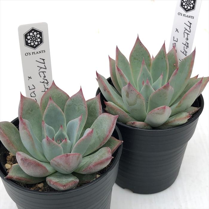 多肉植物 O'sエケベリア クスピダータサンロベルト×コロラータ 多肉植物 O'sエケベリア クスピダータサンロベルト×コロラータ