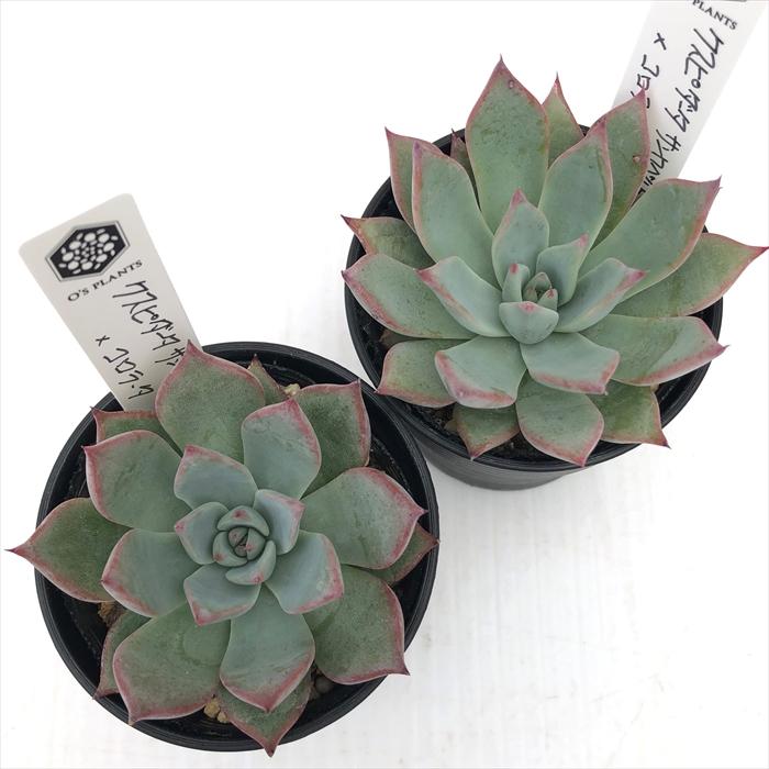 多肉植物 O'sエケベリア クスピダータサンロベルト×コロラータ 多肉植物 O'sエケベリア クスピダータサンロベルト×コロラータ