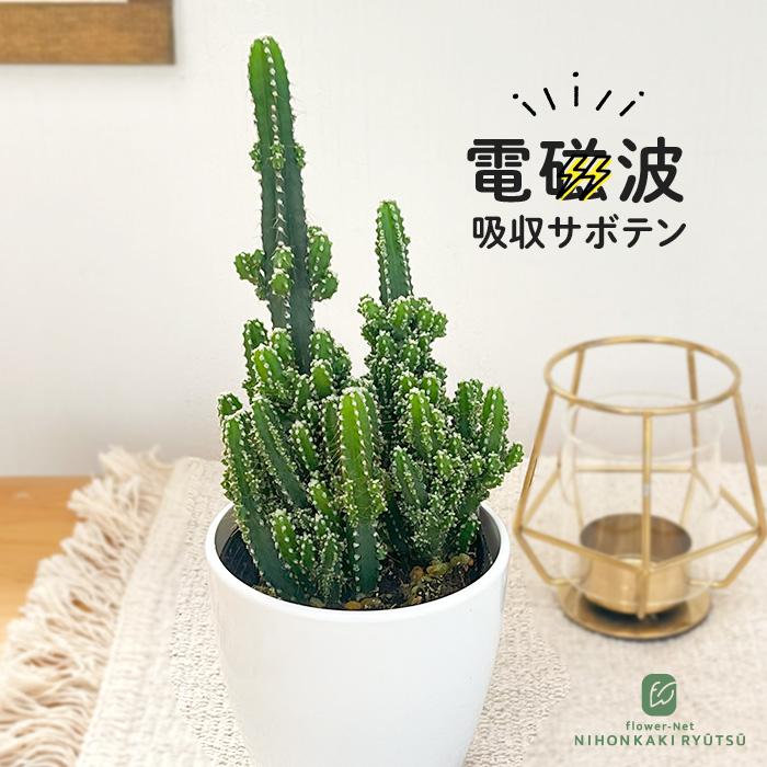 観葉植物 cot セレウス ペルヴィアナス 3.5号鉢 電磁波サボテン 観葉植物 小型  小さい 室内 贈り物 プレゼント インテリア おしゃれ（Yahoo!・フラワーネット日本花キ流通）