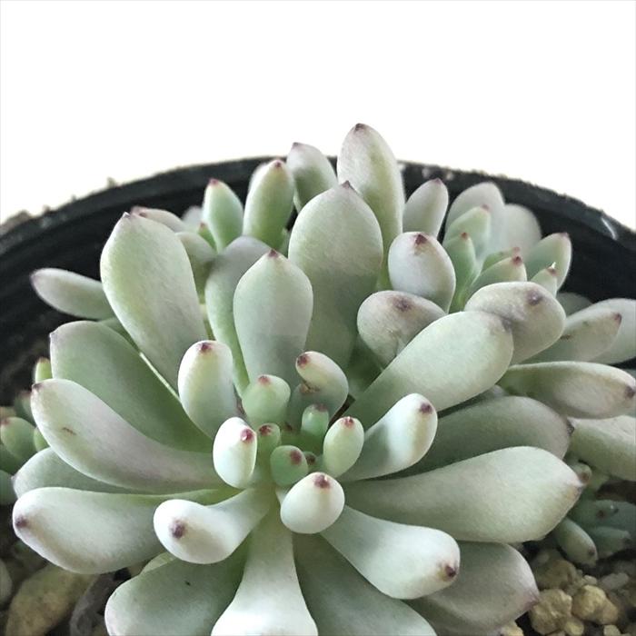 日本花キ流通 多肉植物 seグラプトペタルム ブルービーン 多肉植物
