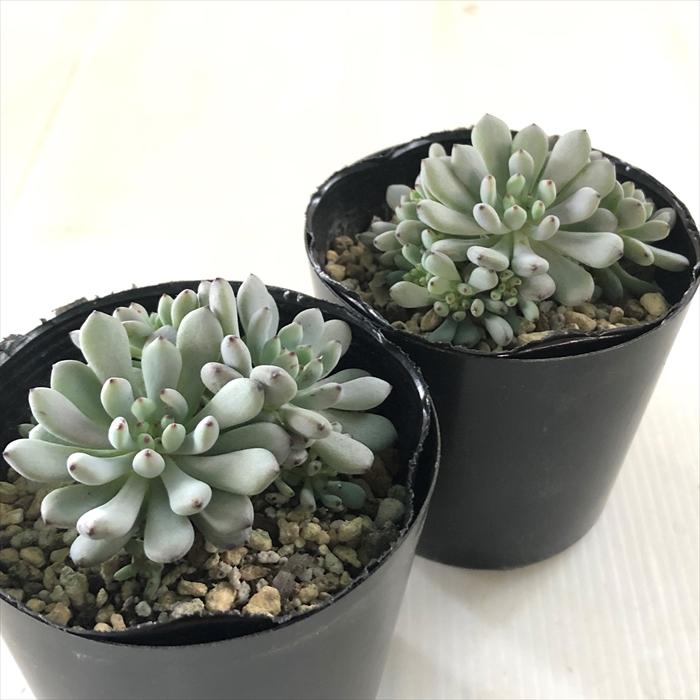 日本花キ流通 多肉植物 seグラプトペタルム ブルービーン 多肉植物