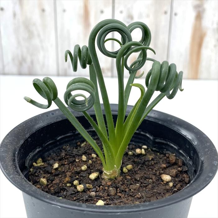 日本花キ流通 多肉植物 caアルブカ スピラリス フリズルシズル 4号鉢