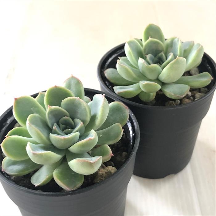 日本花キ流通 多肉植物 hxエケベリア 花うらら×エレガンス 多肉植物