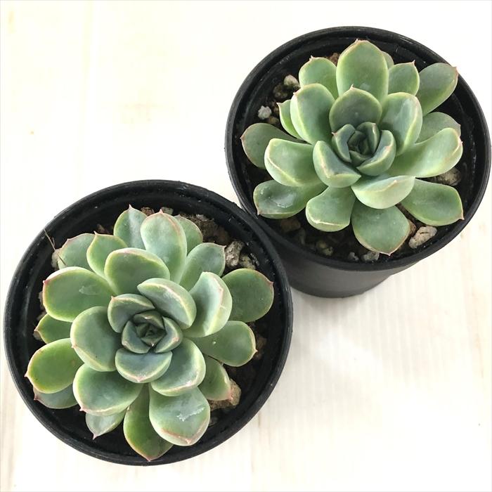 日本花キ流通 多肉植物 hxエケベリア 花うらら×エレガンス 多肉植物