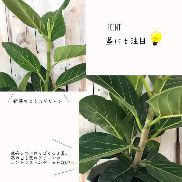 日本花キ流通 観葉植物 フィカス ベンガレンシス 6号鉢 ゴムの木 日本花キ流通 観葉植物 フィカス ベンガレンシス 6号鉢 ゴムの木