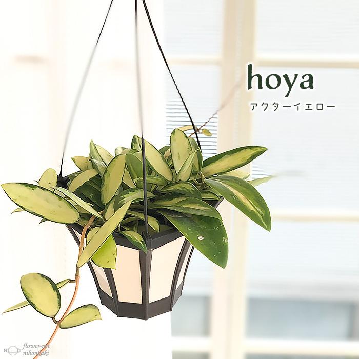 日本花キ流通 観葉植物 ホヤ アクターイエロー 5号 吊り鉢 吊り下げ