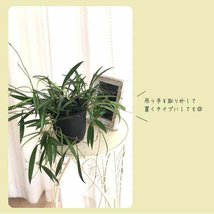 日本花キ流通 予約販売 観葉植物 ホヤ ケンティアナ 4号 吊り鉢 吊り