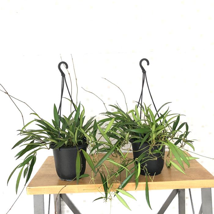 日本花キ流通 予約販売 観葉植物 ホヤ ケンティアナ 4号 吊り鉢 吊り