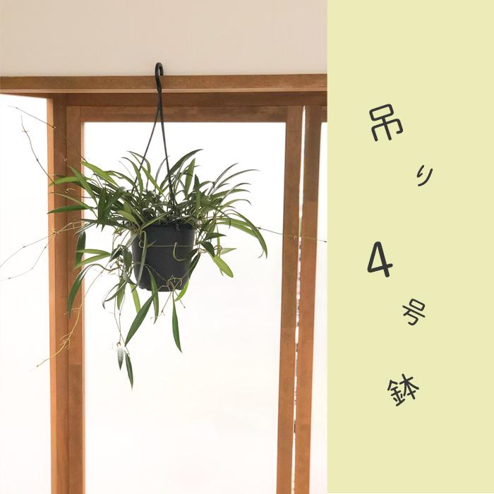日本花キ流通 予約販売 観葉植物 ホヤ ケンティアナ 4号 吊り鉢 吊り