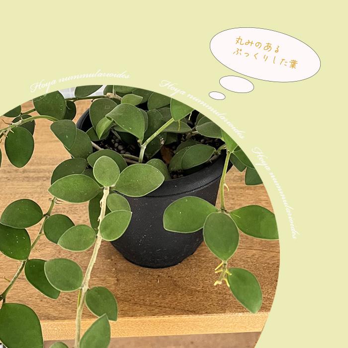 日本花キ流通 観葉植物 ホヤ ヌンムラリオイデス 4号 吊り鉢