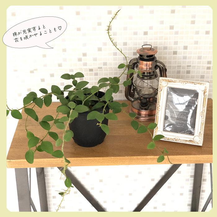 日本花キ流通 予約販売 観葉植物 ホヤ ヌンムラリオイデス 4号 吊り鉢