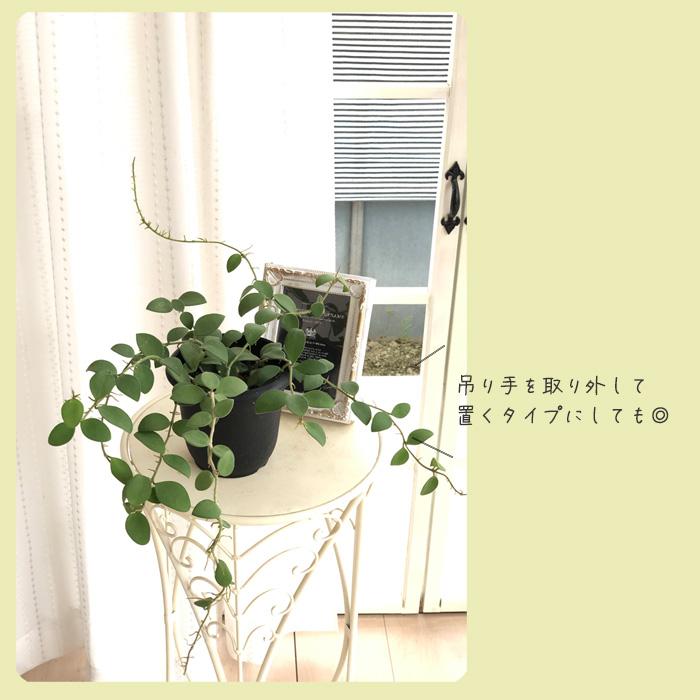 日本花キ流通 予約販売 観葉植物 ホヤ ヌンムラリオイデス 4号 吊り鉢