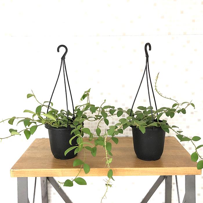 日本花キ流通 観葉植物 ホヤ ヌンムラリオイデス 4号 吊り鉢