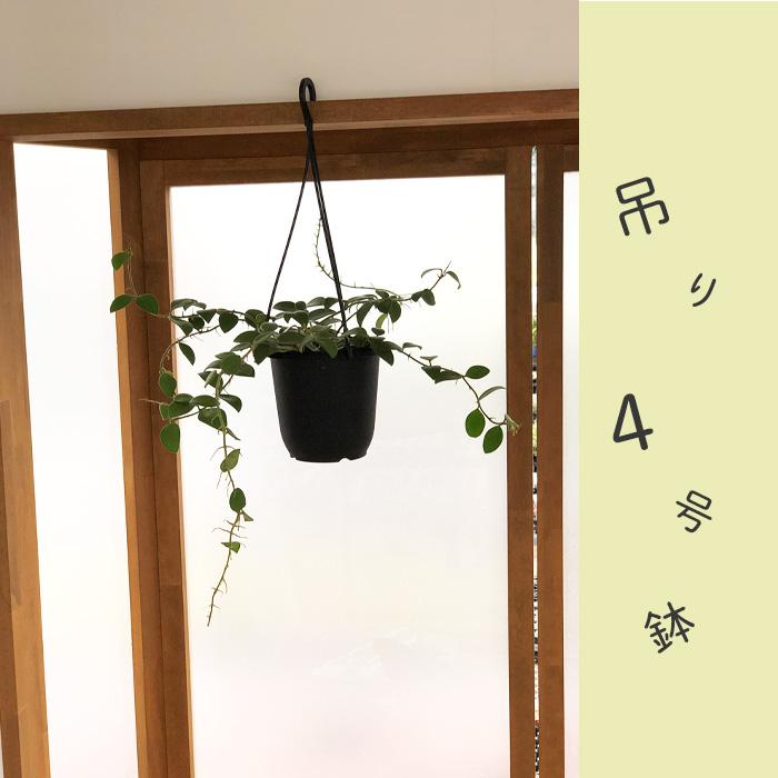 日本花キ流通 予約販売 観葉植物 ホヤ ヌンムラリオイデス 4号 吊り鉢
