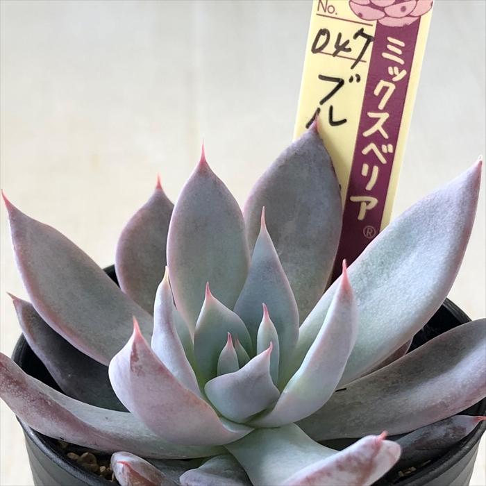 多肉植物 oriミックスベリア No.047 ブルーバニラ おらいさん苗 多肉植物 oriミックスベリア No.047 ブルーバニラ おらいさん苗