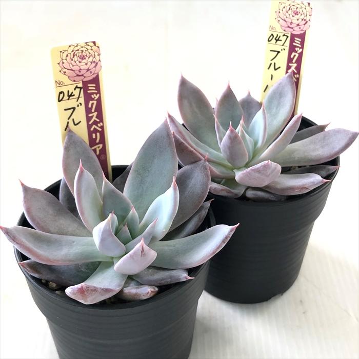 多肉植物 oriミックスベリア No.047 ブルーバニラ おらいさん苗 多肉植物 oriミックスベリア No.047 ブルーバニラ おらいさん苗
