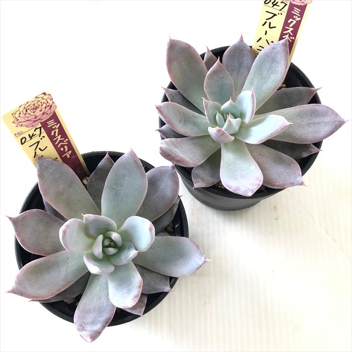 多肉植物 oriミックスベリア No.047 ブルーバニラ おらいさん苗 送料