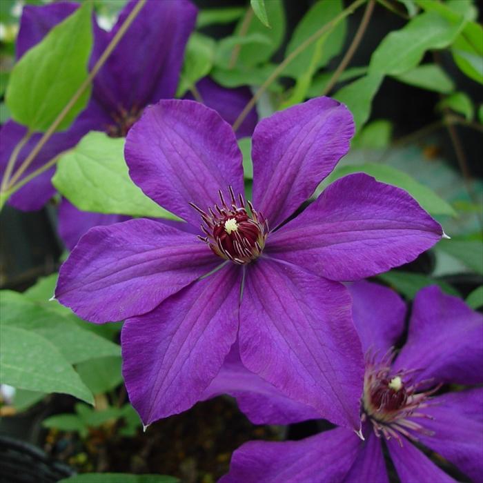 予約販売 クレマチス 苗 紫姫 ラヌギノーサ系 落合さんの