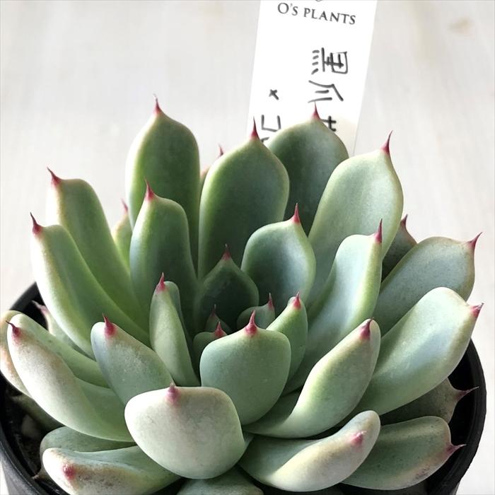 多肉植物 O'sエケベリア 黒爪ザラゴーサ×コロラータ O's PLANTS オーズ