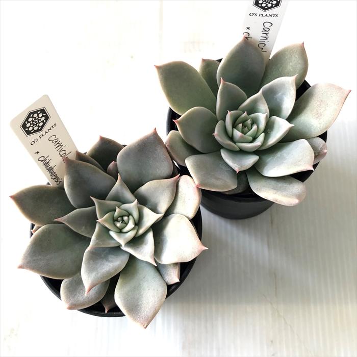 多肉植物 O'sエケベリア carnicolor grau/grey×chihuahuaensis yecora