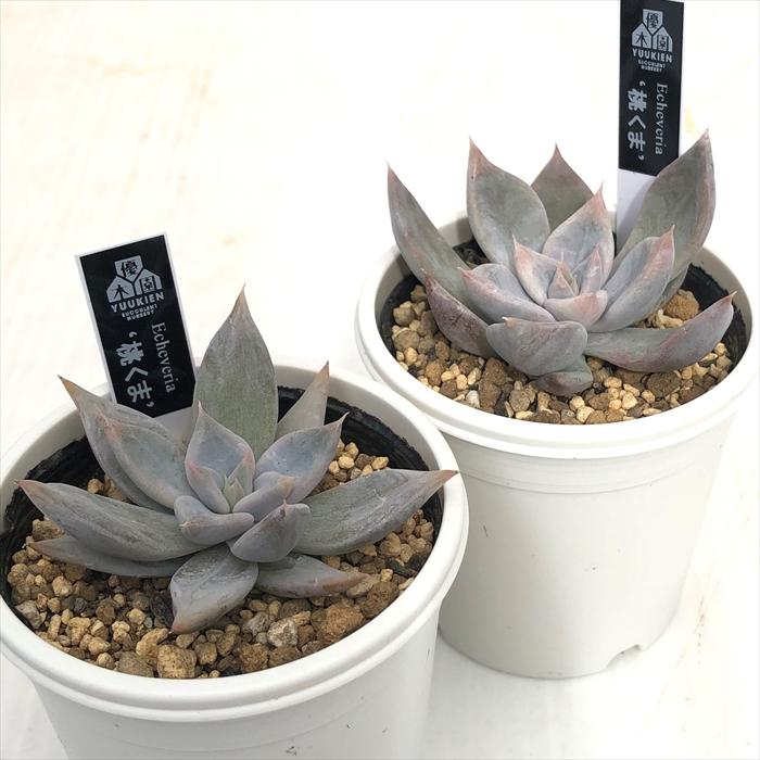 ✨桃くまちゃん✨優木園 黒札 多肉 抜き苗 寄せ植え 多肉植物 yukエケベリア 桃くま 優木園さんの苗 命名株 送料無料