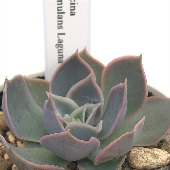 多肉植物 yukエケベリア lilacina×simulans Laguna Sanchez 優木園さん