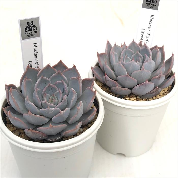多肉植物 yukエケベリア lilacina×ザラゴーサspノバ TypeA 優木園さん