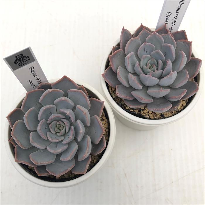 多肉植物 yukエケベリア lilacina×ザラゴーサspノバ TypeA 優木園さん