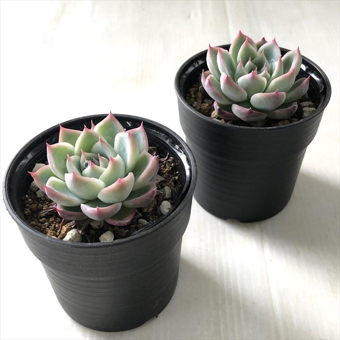 日本花キ流通 多肉植物 hmエケベリア ピンククリスタル 多肉植物