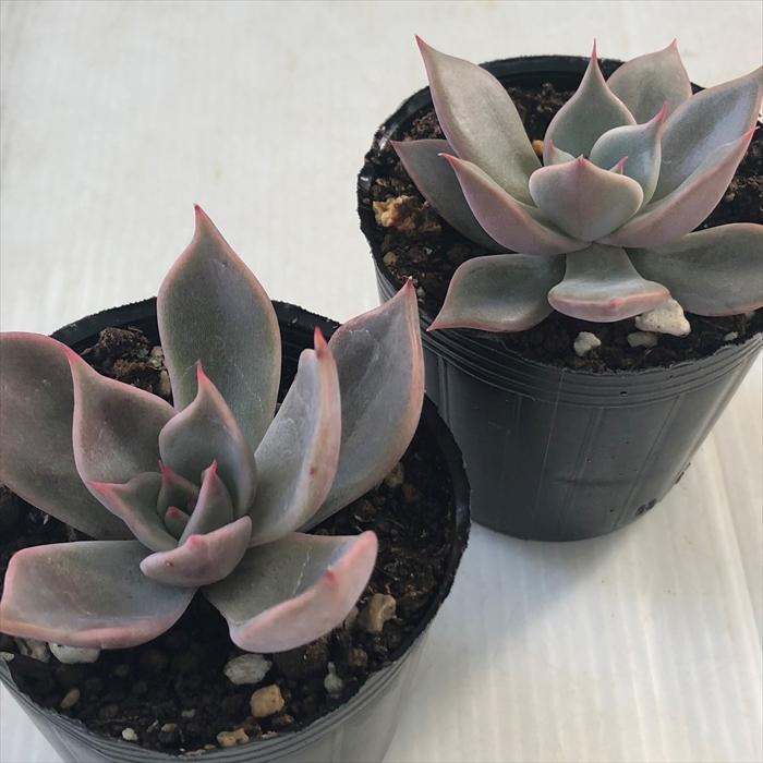 現品　新作　多肉植物　エケベリア　小苗　6株　5cm鉢 現品 新作 多肉植物 エケベリア 小苗 6株 5cm鉢 新作 超可愛い 多肉