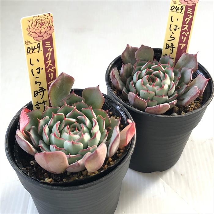多肉植物 oriミックスベリア No.049 いばら時計 おらいさん苗 送料無料