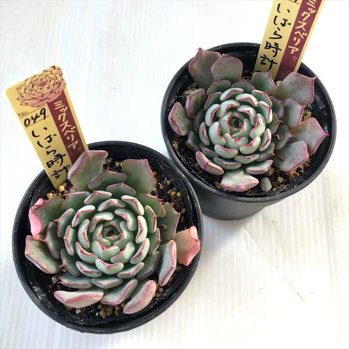 ミックスベリア　いばら時計 多肉植物 oriミックスベリア No.049 いばら時計 おらいさん苗 送料無料