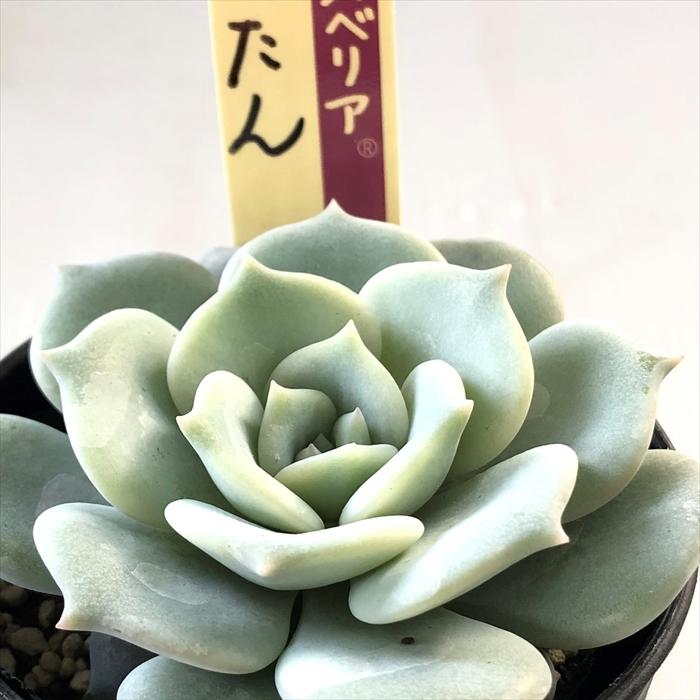 多肉植物 oriミックスベリア No.051 ぺったん おらいさん苗 送料 多肉植物 oriミックスベリア No.051 ぺったん おらいさん苗 送料