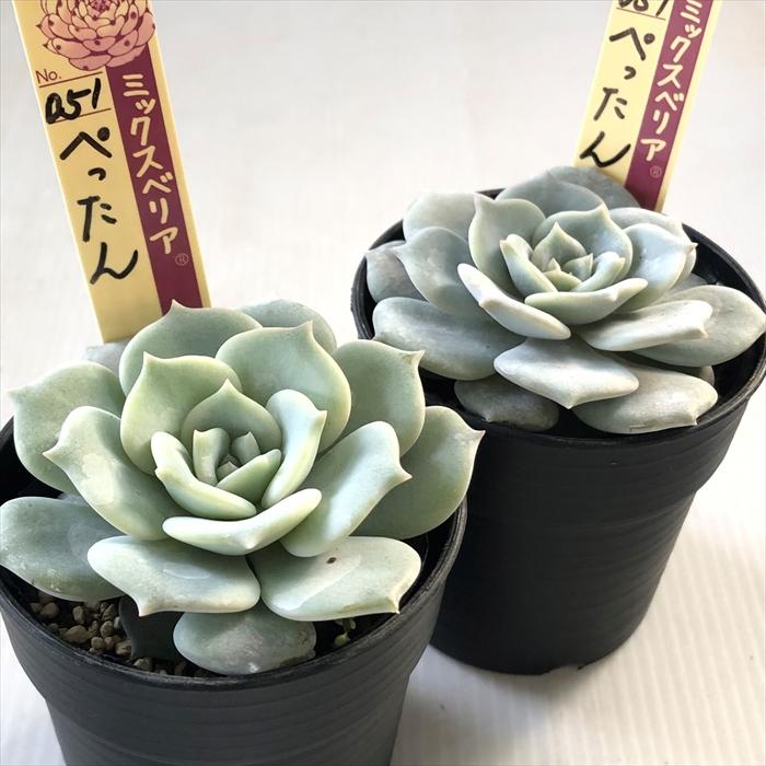 多肉植物 oriミックスベリア No.051 ぺったん おらいさん苗 送料無料