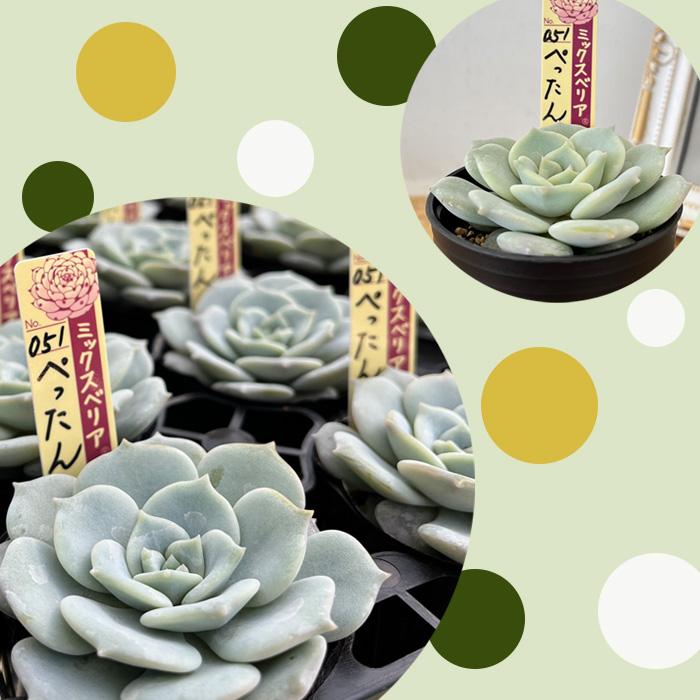多肉植物 oriミックスベリア No.051 ぺったん おらいさん苗 送料 多肉植物 oriミックスベリア No.051 ぺったん おらいさん苗 送料