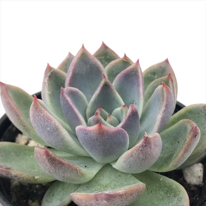 日本花キ流通 多肉植物 hmエケベリア ブラッククイーン 多肉植物