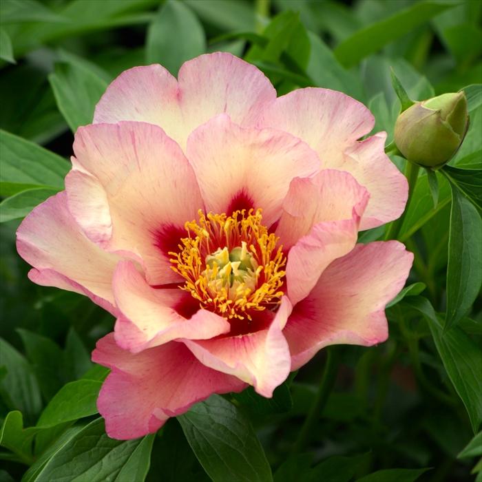 日本花キ流通 予約販売 ハイブリッド芍薬 苗 開花見込み苗 ビジョン