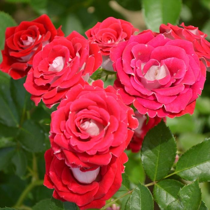 予約販売 バラ 苗 新苗 コルデス 岳の夢（がくのゆめ） 登録品種 薔薇