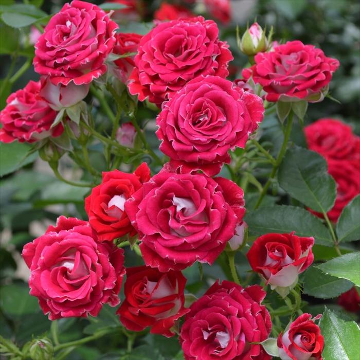 予約販売 バラ 苗 新苗 コルデス 岳の夢（がくのゆめ） 登録品種 薔薇