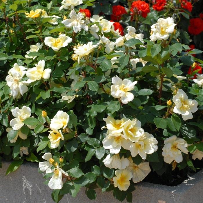 予約販売 バラ 苗 新苗 メイアン サニー ノック アウト 登録品種 薔薇