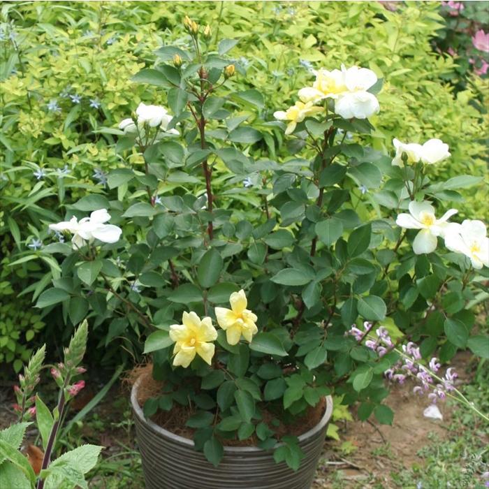 予約販売 バラ 苗 新苗 メイアン サニー ノック アウト 登録品種 薔薇