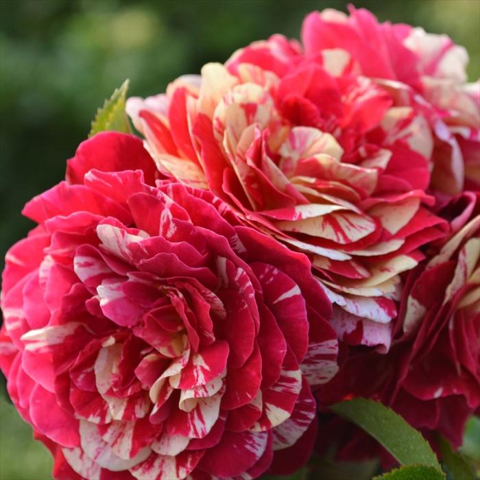 予約販売 バラ 苗 新苗 コルデス トイ トイ！ 登録品種 薔薇 ばら 送料