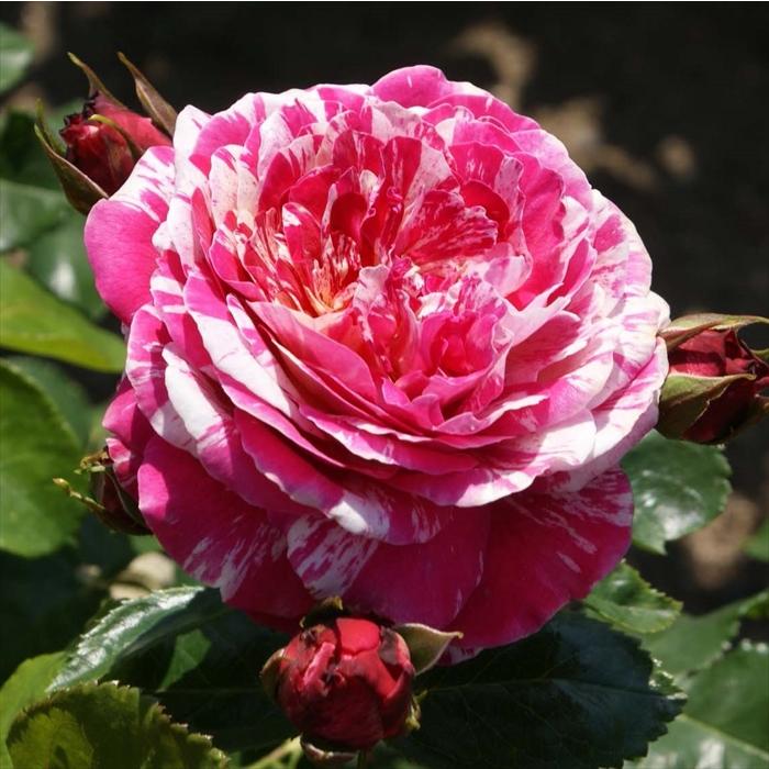 予約販売 バラ 苗 新苗 コルデス トイ トイ！ 登録品種 薔薇 ばら 送料