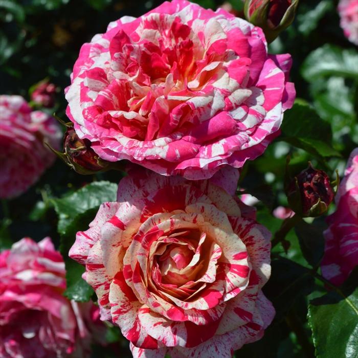 予約販売 バラ 苗 新苗 コルデス トイ トイ！ 登録品種 薔薇 ばら 送料