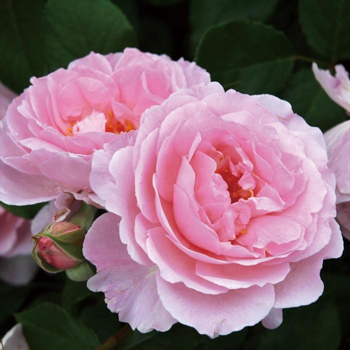 予約販売 バラ 苗 新苗 京成バラ園芸 夢香（ゆめか） 登録品種 薔薇