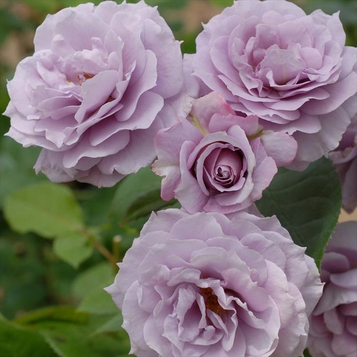 予約販売 バラ 苗 新苗 コルデス ノヴァーリス 登録品種 薔薇 ばら