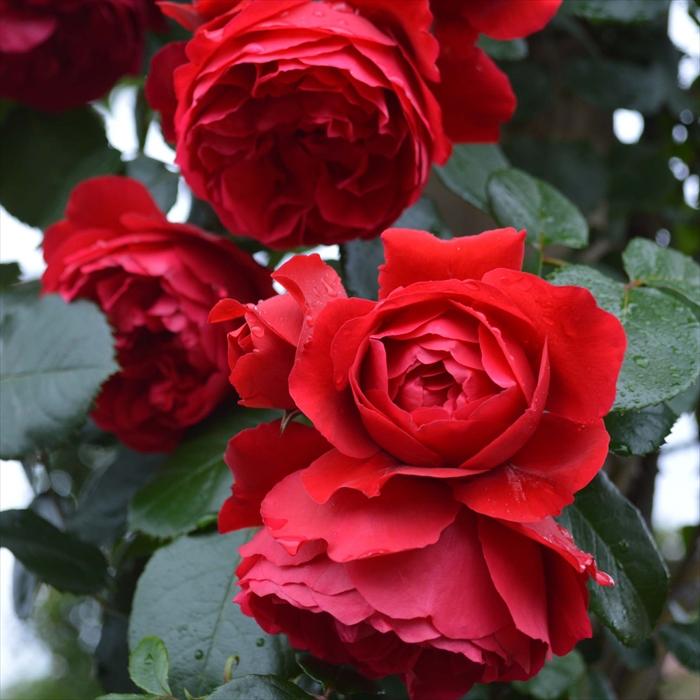 予約販売 バラ 苗 新苗 コルデス フロレンティーナ 薔薇 ばら 送料無料