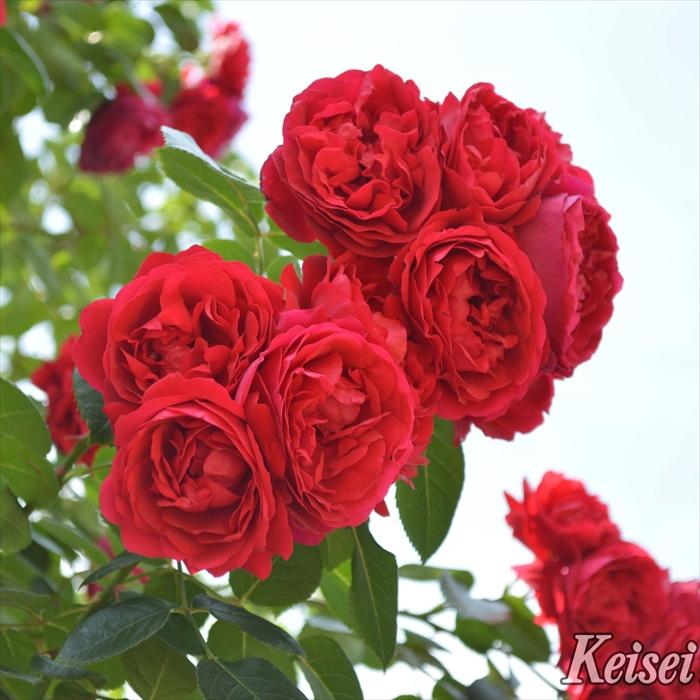 予約販売 バラ 苗 新苗 コルデス フロレンティーナ 薔薇 ばら 送料無料